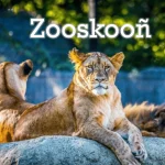 Zooskooñ: Preserving Cultural Heritage Through Language